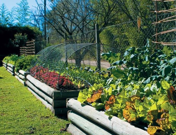 ¿Cómo proteger las plantas de la agricultura orgánica?