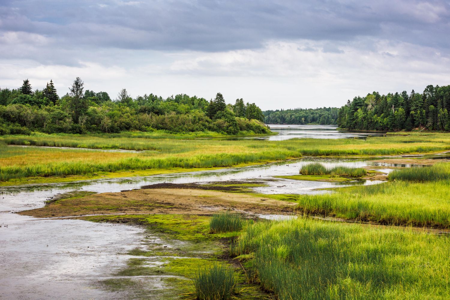 Humedales: 8 formas de preservar los ecosistemas