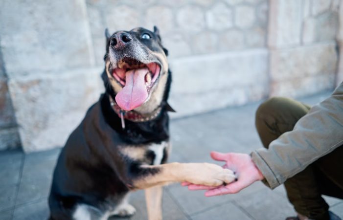 Estas son las razas de perro 'potencialmente peligrosas' para la nueva Ley de Bienestar Animal 4 Merca2.es Perro da la pata