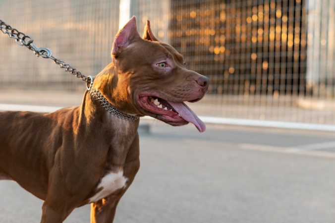 Pit Bull