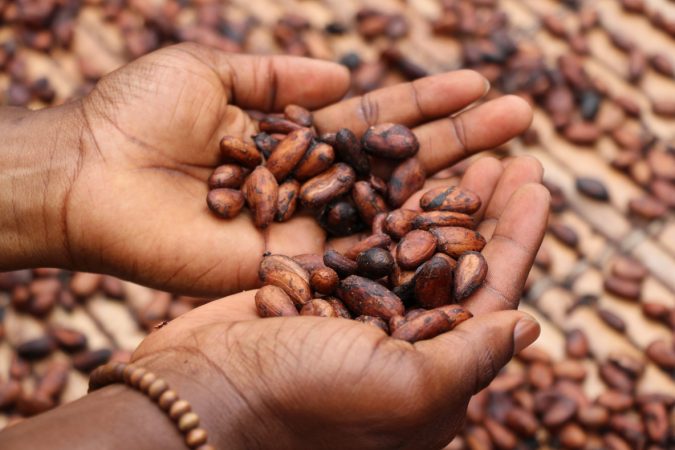 Semillas de cacao Merca2.es