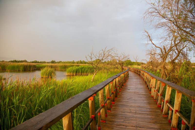 Parque Nacional de las Tablas de Daimiel: conoce el único hogar de aves migratorias de España