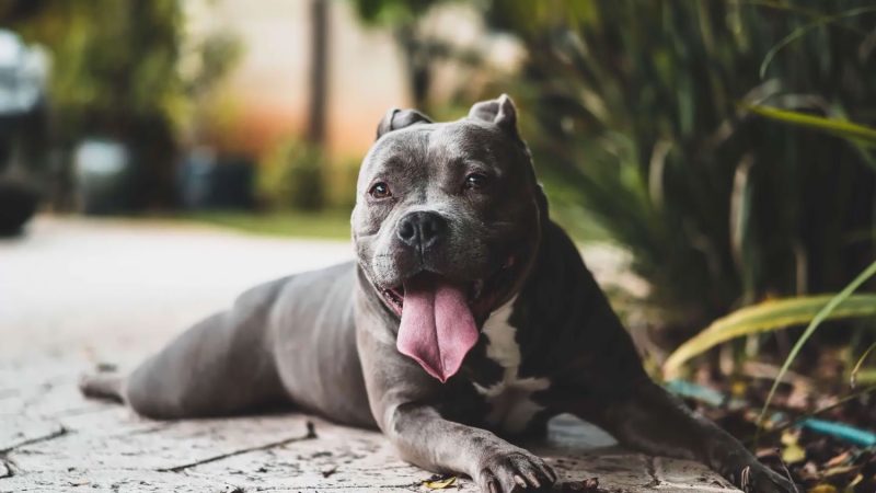 Estas son las razas de perro 'potencialmente peligrosas' para la nueva Ley de Bienestar Animal 2 Merca2.es Un pitbull