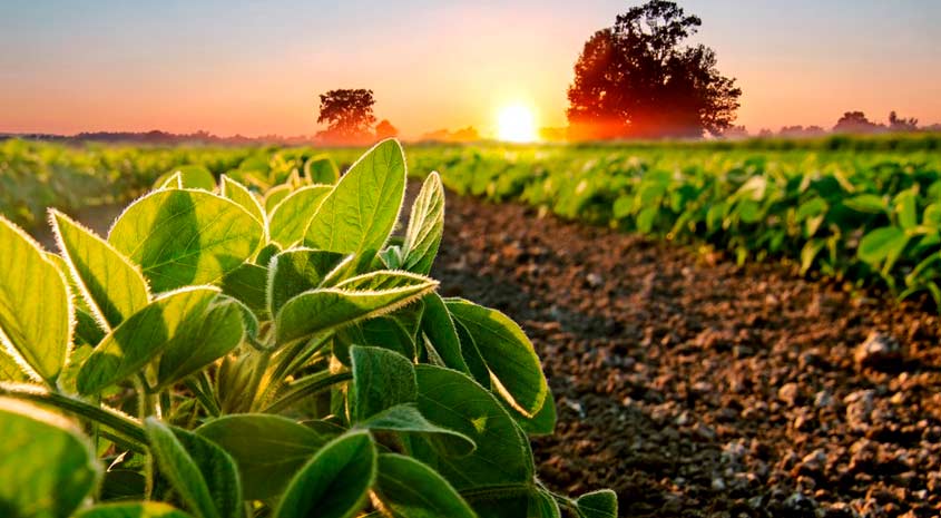 Agricultura orgánica: 10 claves para cultivar sin pesticidas