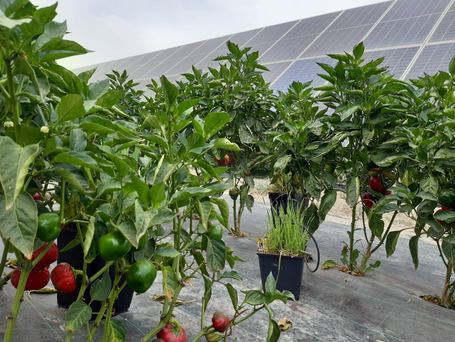 Andalucía confía a Endesa la misión de integrar las renovables en la agricultura