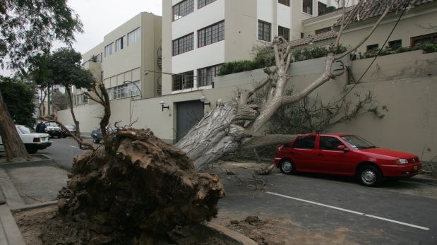 arbol caida Merca2.es
