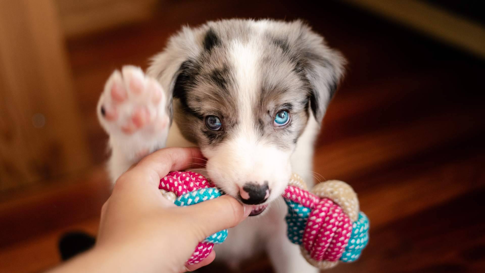 Juguetes interactivos para perros en Can Xana