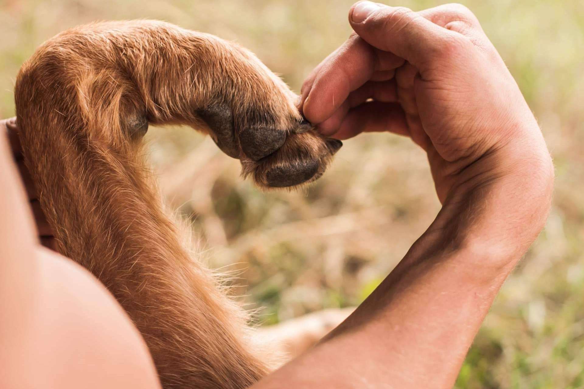 Todo sobre la nueva Ley de Bienestar Animal