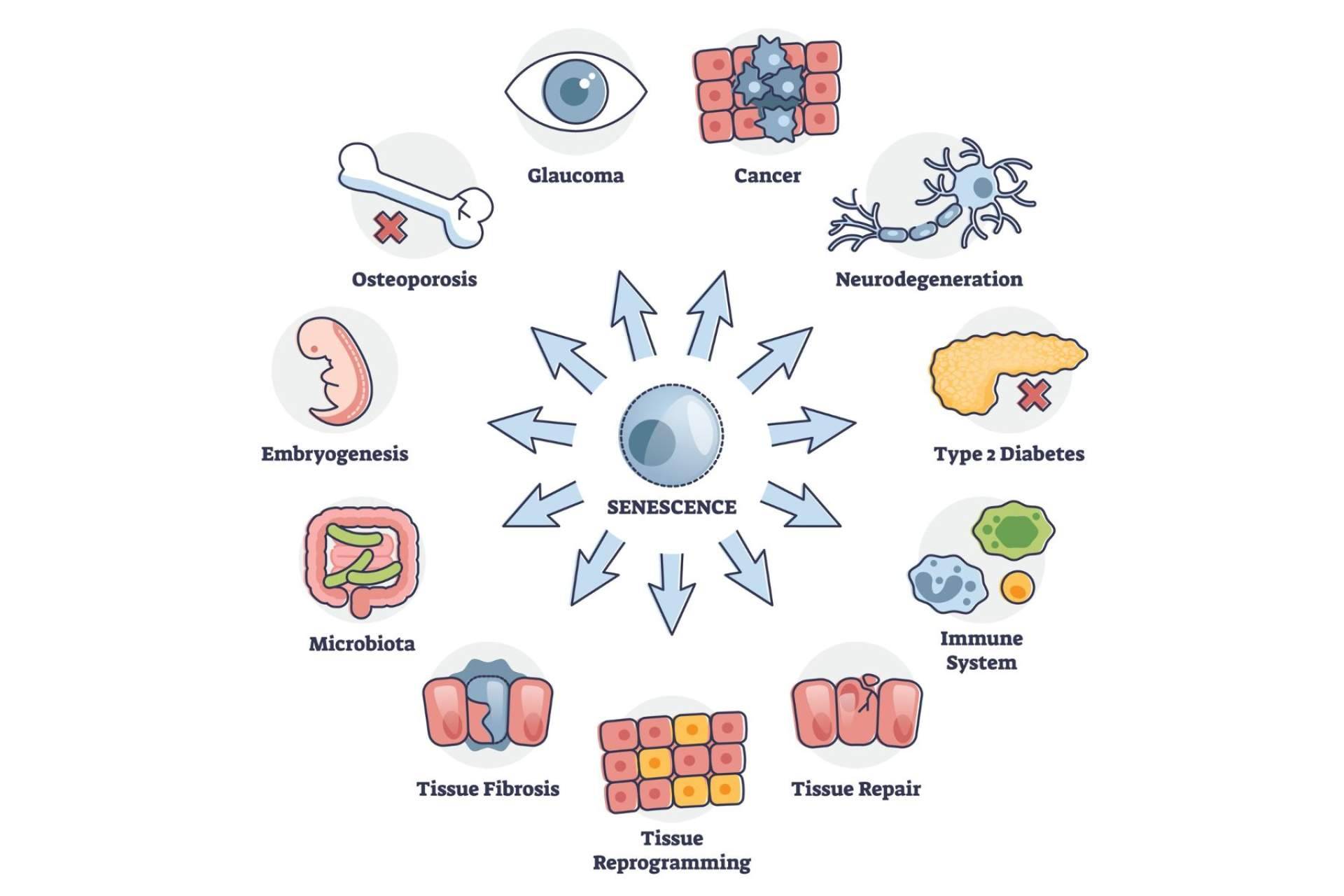 Coeus Retroaging lanza uno de los primeros bancos de microbiota privado en Europa