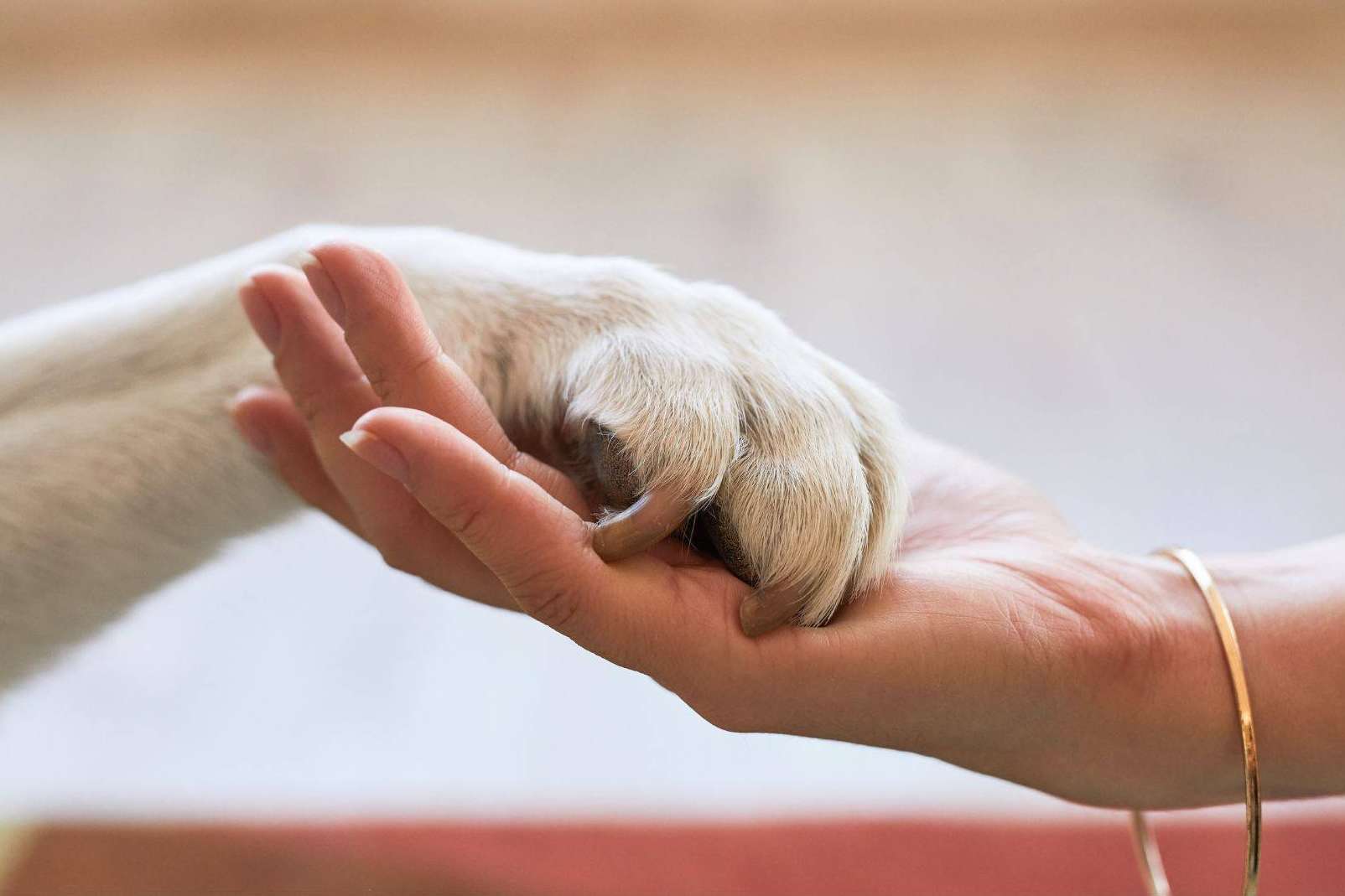 El seguro de VetEasy para cumplir la nueva Ley de Bienestar Animal