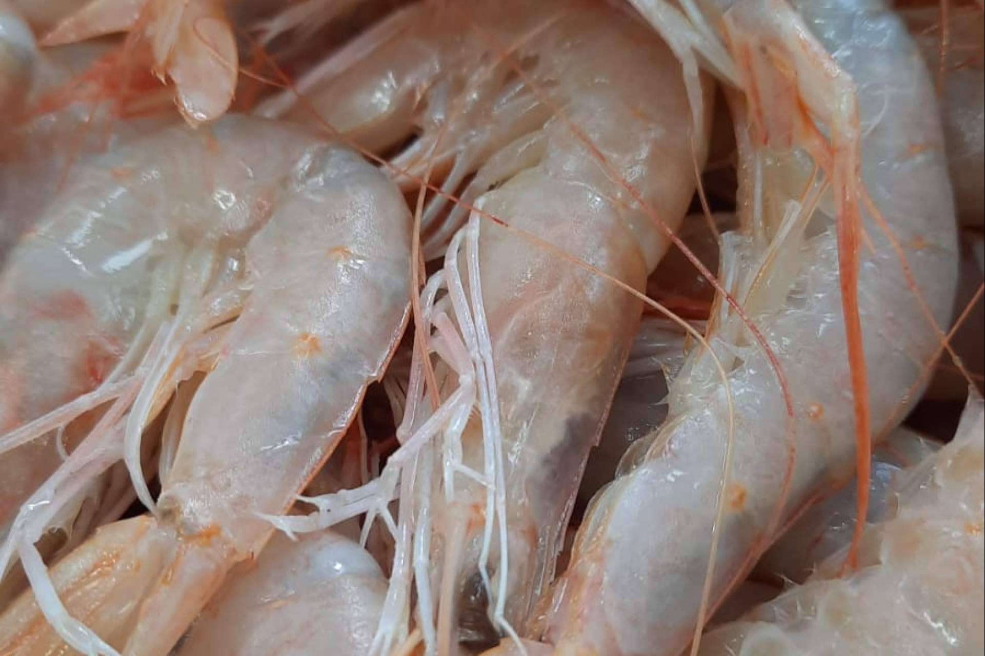Adquirir gambas de Huelva gracias a la Pescadería Younes Ceuta