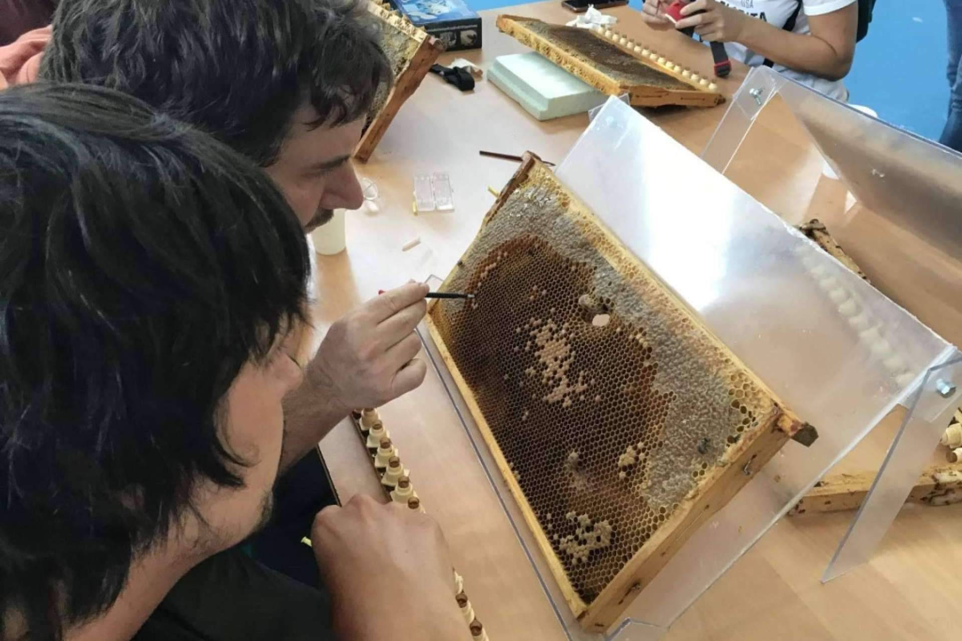 Cursos Apicultura y su enfoque en el criadero de abejas reinas