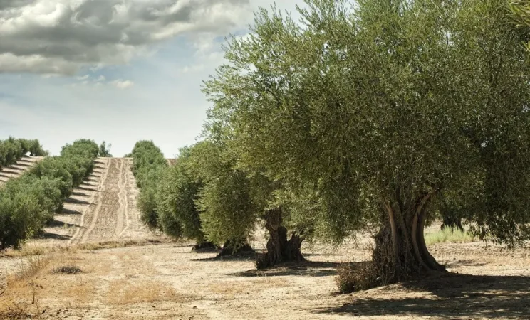 olivos Merca2.es