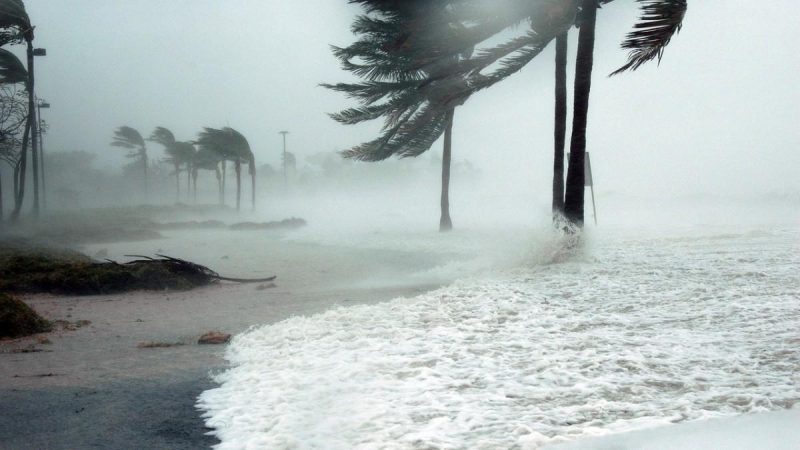 Las recomendaciones de la OCU para reclamar al seguro los daños por tormentas y lluvias torrenciales 2 Merca2.es palmeras Merca2.es
