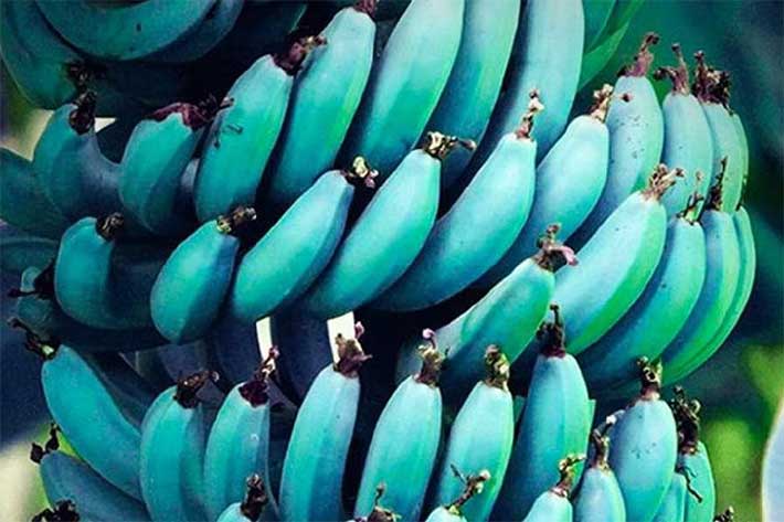 Un plátano azul con sabor a vainilla, la nueva variedad que ya está triunfando en España