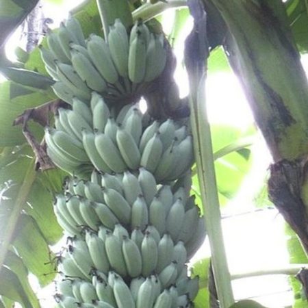 Una nueva variedad de plátano canario que hará enloquecer a muchos