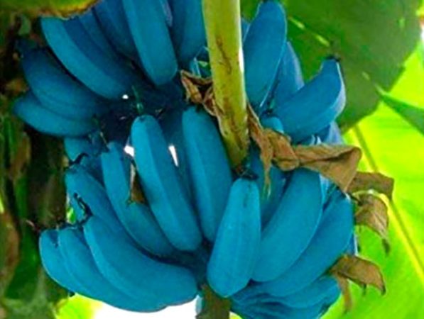 Un plátano azul en España