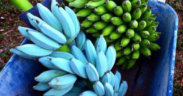 Un plátano que sabe a vainilla
