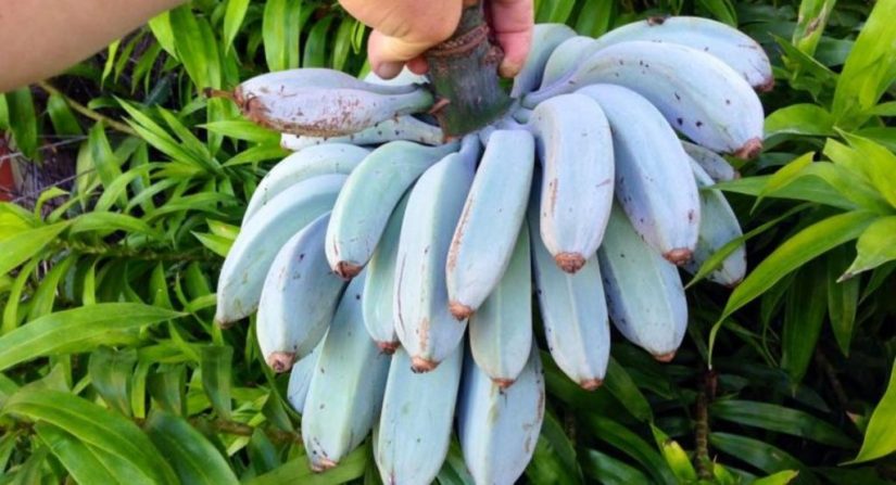 Esta fruta representa un gran avance