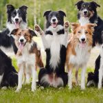 ¿Buscas perro? Estas son las razas de perros más inteligentes, toma nota