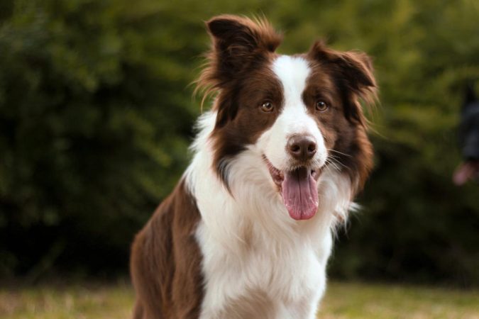 Border collie