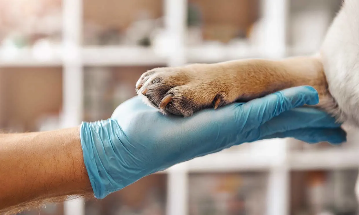 Ayuda para veterinario gratuito: estos son los pasos para solicitarla