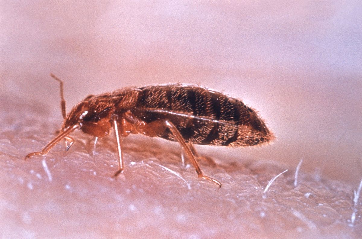 Ante el aumento de la plaga de chinches: ¿Cómo puedo saber si las tengo ya en casa?