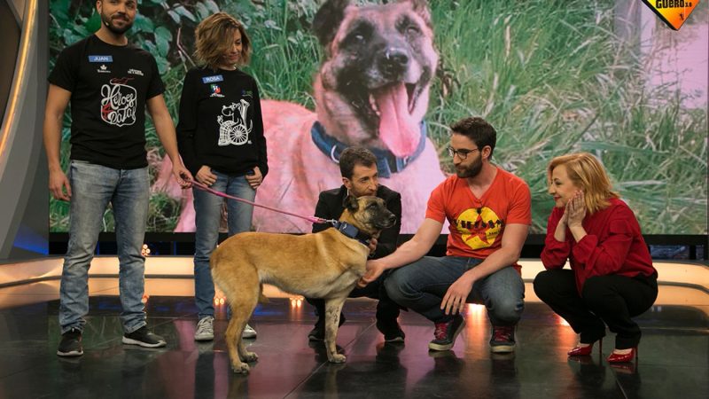 'Amores Perros' en El Hormiguero