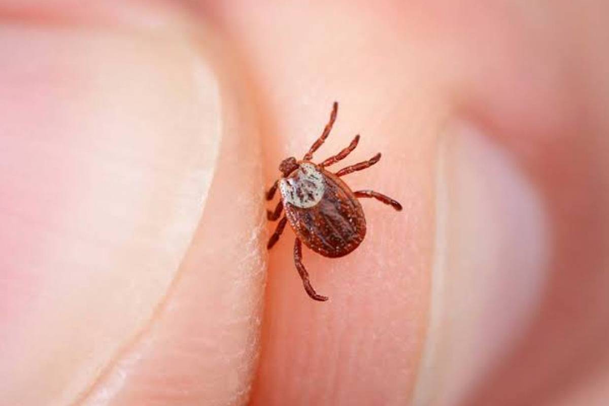 Enfermedad de Lyme 7 Merca2.es