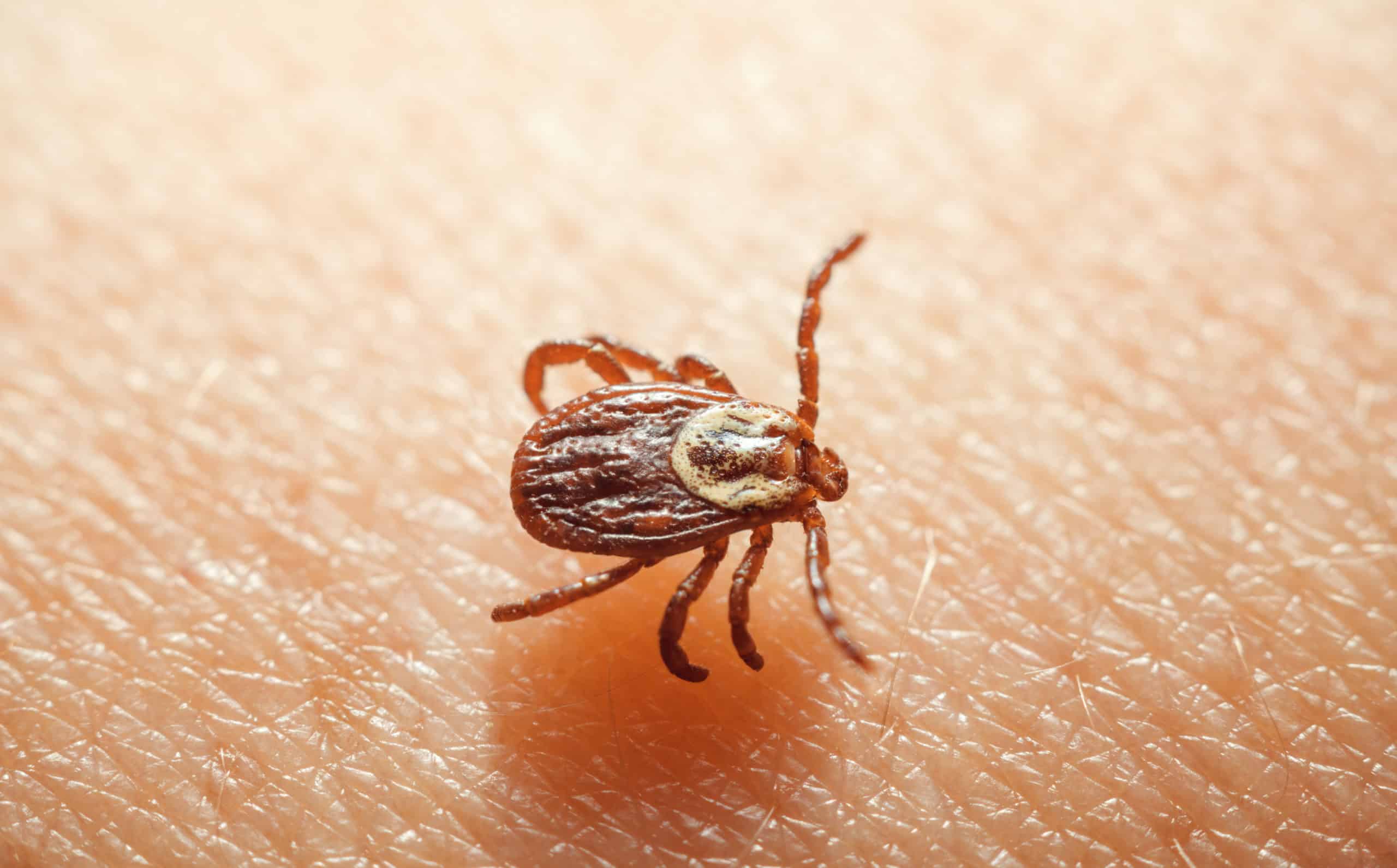 Enfermedad de Lyme: 7 claves para prevenirla