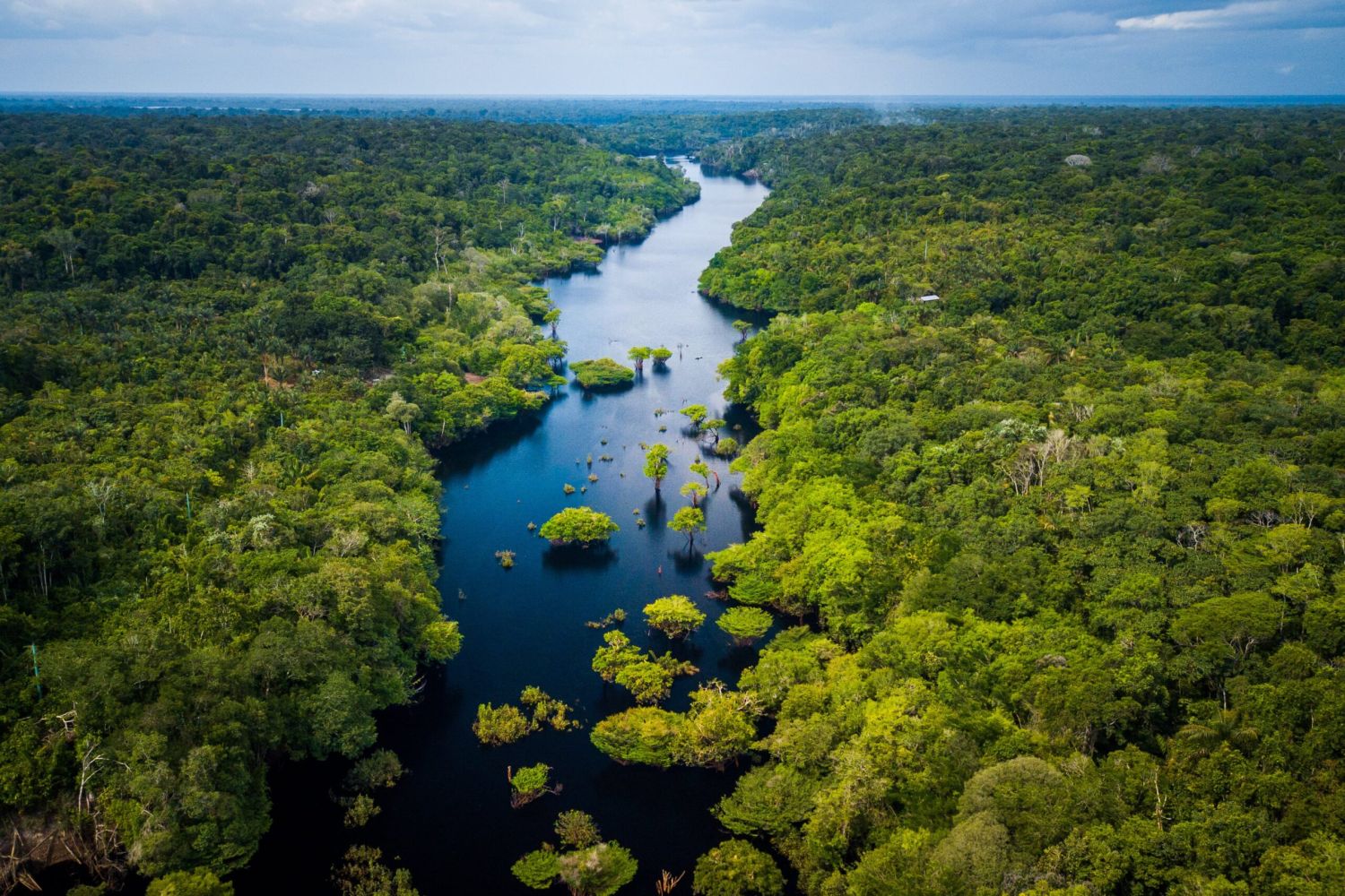 Selvas tropicales: 5 claves para preservar los últimos pulmones verdes del planeta