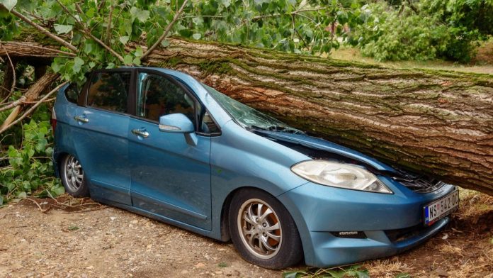 Si cae un árbol en tu coche ¿te lo cubre el seguro?