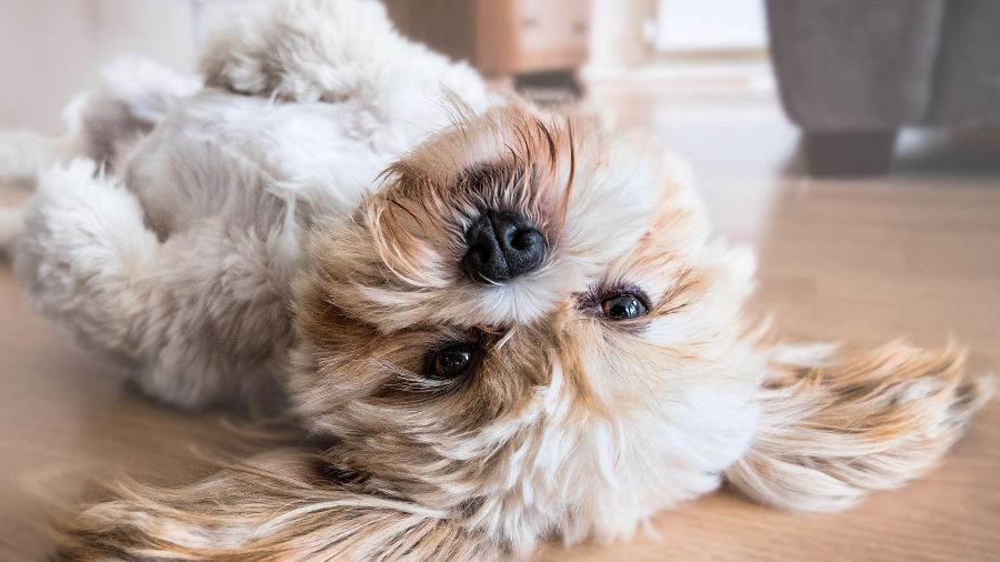 Ten cuidado con estos alimentos, pueden matar a tu perro