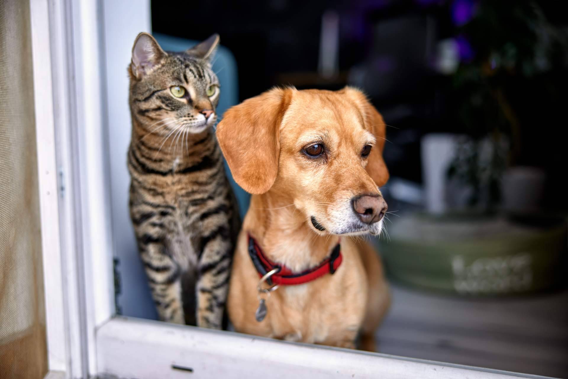 Amazdog, la aplicación que promueve la adopción de animales en España