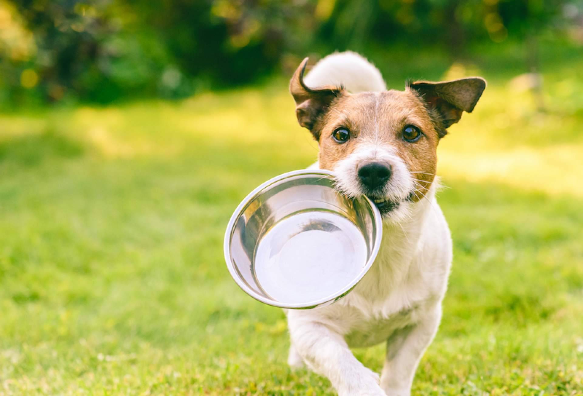 Cómo aliviar los problemas articulares en perros a través de la alimentación