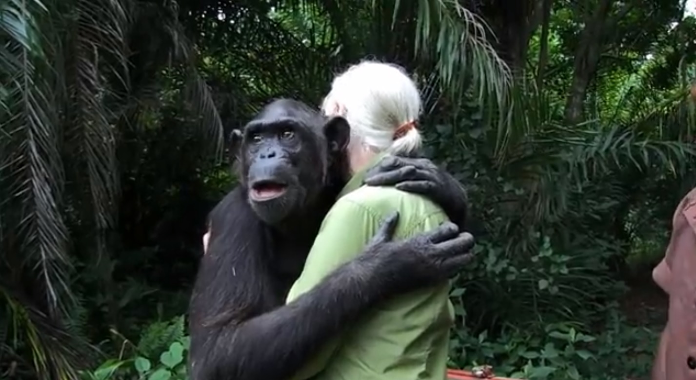 Jane Goodall: así es como la madre de los chimpancés cambió nuestro enfoque en la conservación
