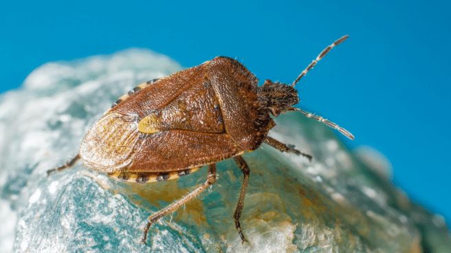 la plaga de chinches en paris pueden llegar a espana 656x368 1 Merca2.es