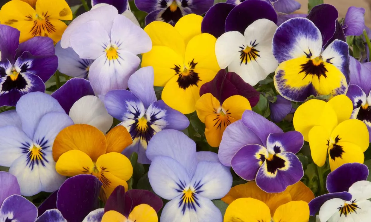 Si lo tuyo es la jardinería, Lidl tiene para ti la planta con flor más bonita y resistente al frío y la lluvia