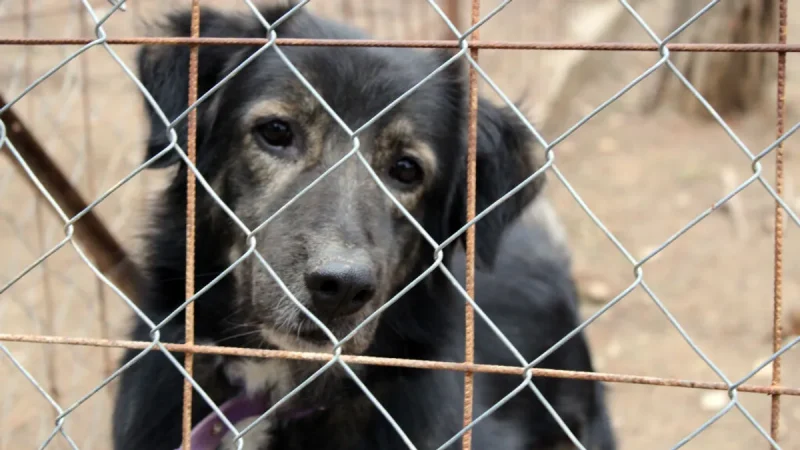 El perro adquirió leishmaniosis