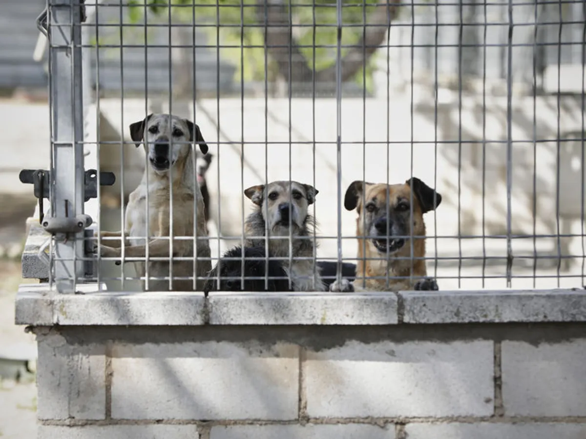 ¡Ojo! Condenan a prisión a un hombre por no llevar a su perro enfermo al veterinario