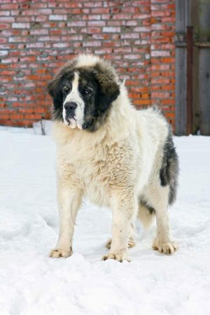 perro