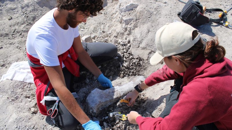 ¿Quién ha estado a cargo de las excavaciones?