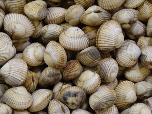El cáncer también afecta a los berberechos