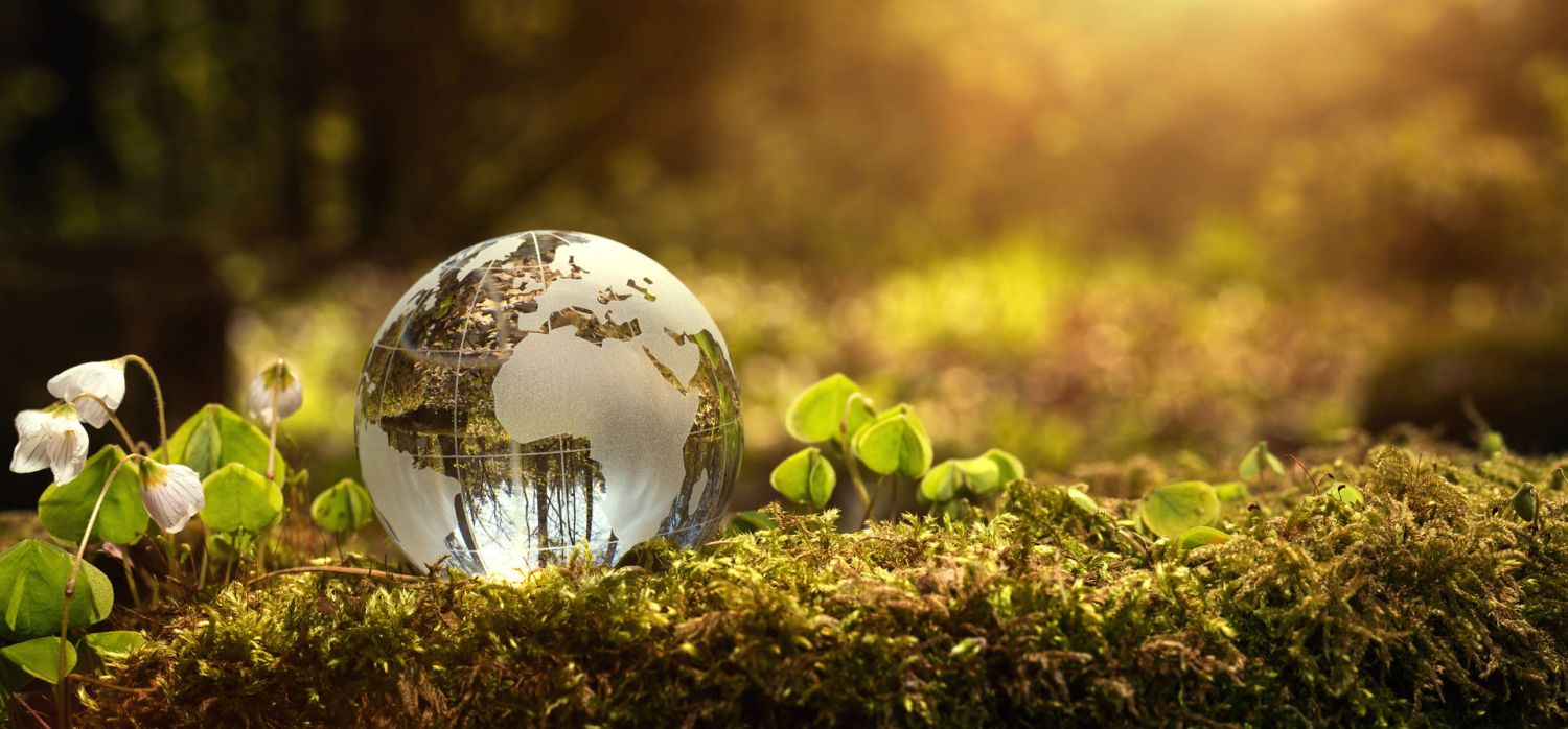 Decisiones sostenibles: 7 estrategias para un estilo de vida ecológico