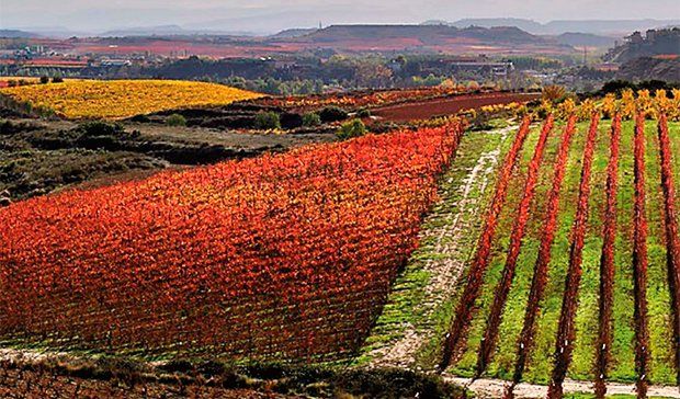 La Denominación de Origen Calificada Rioja: Garantía de Calidad