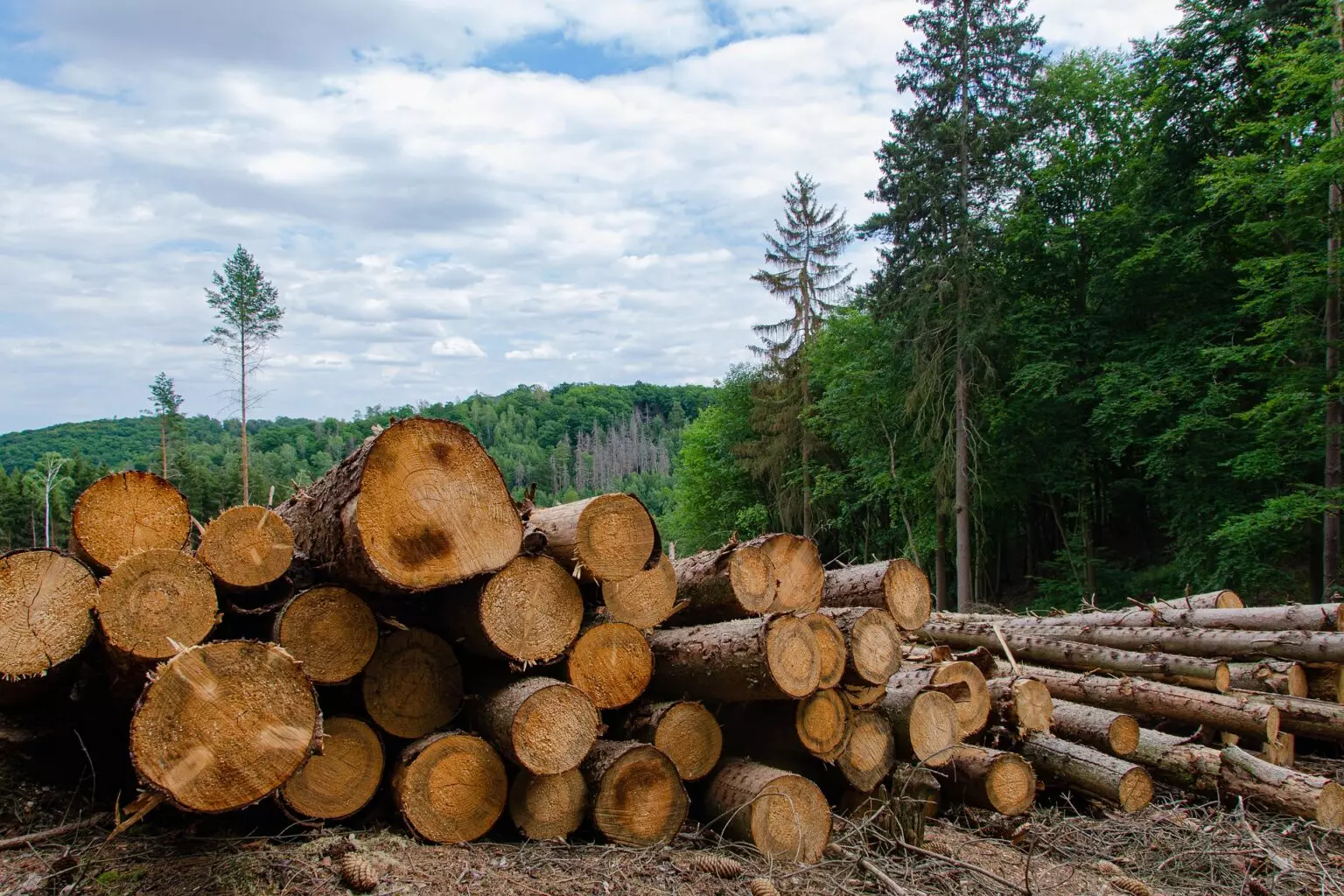 La deforestación como amenaza a la soberanía alimentaría