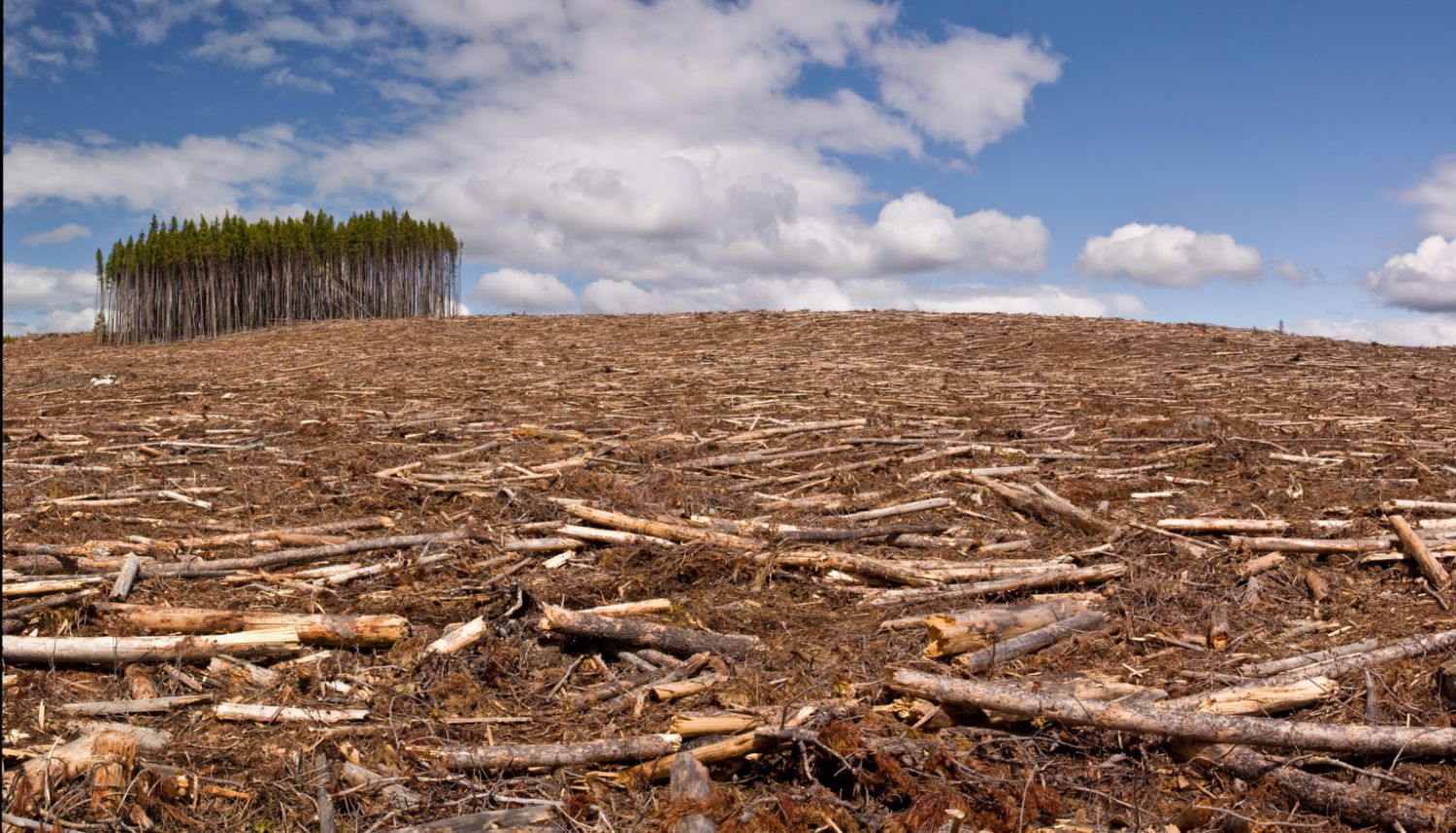 Impactos de la deforestación y métodos efectivos para la conservación de los bosques