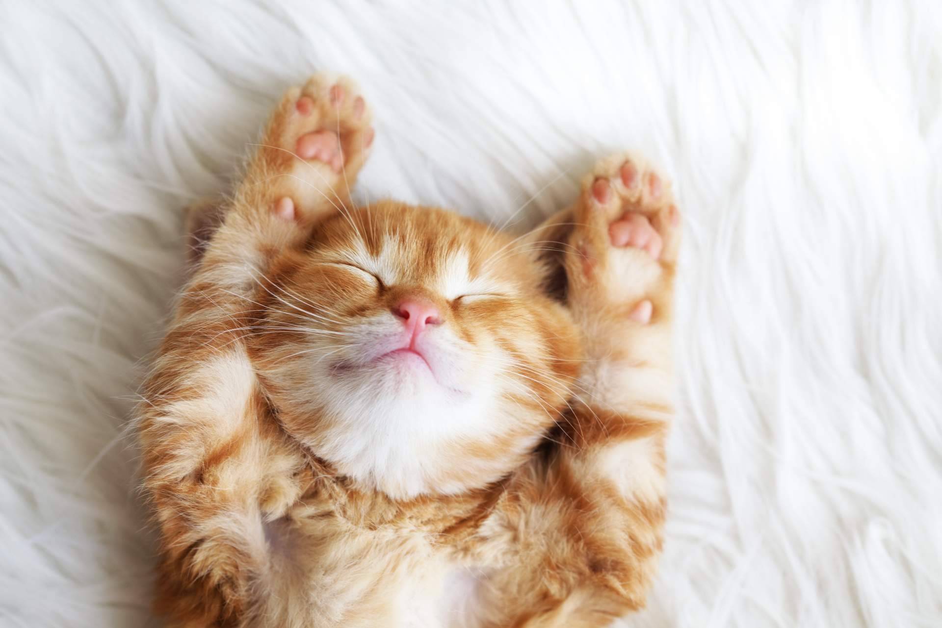 Cuáles son las recomendaciones y consejos de comida gatos con Era Pet food
