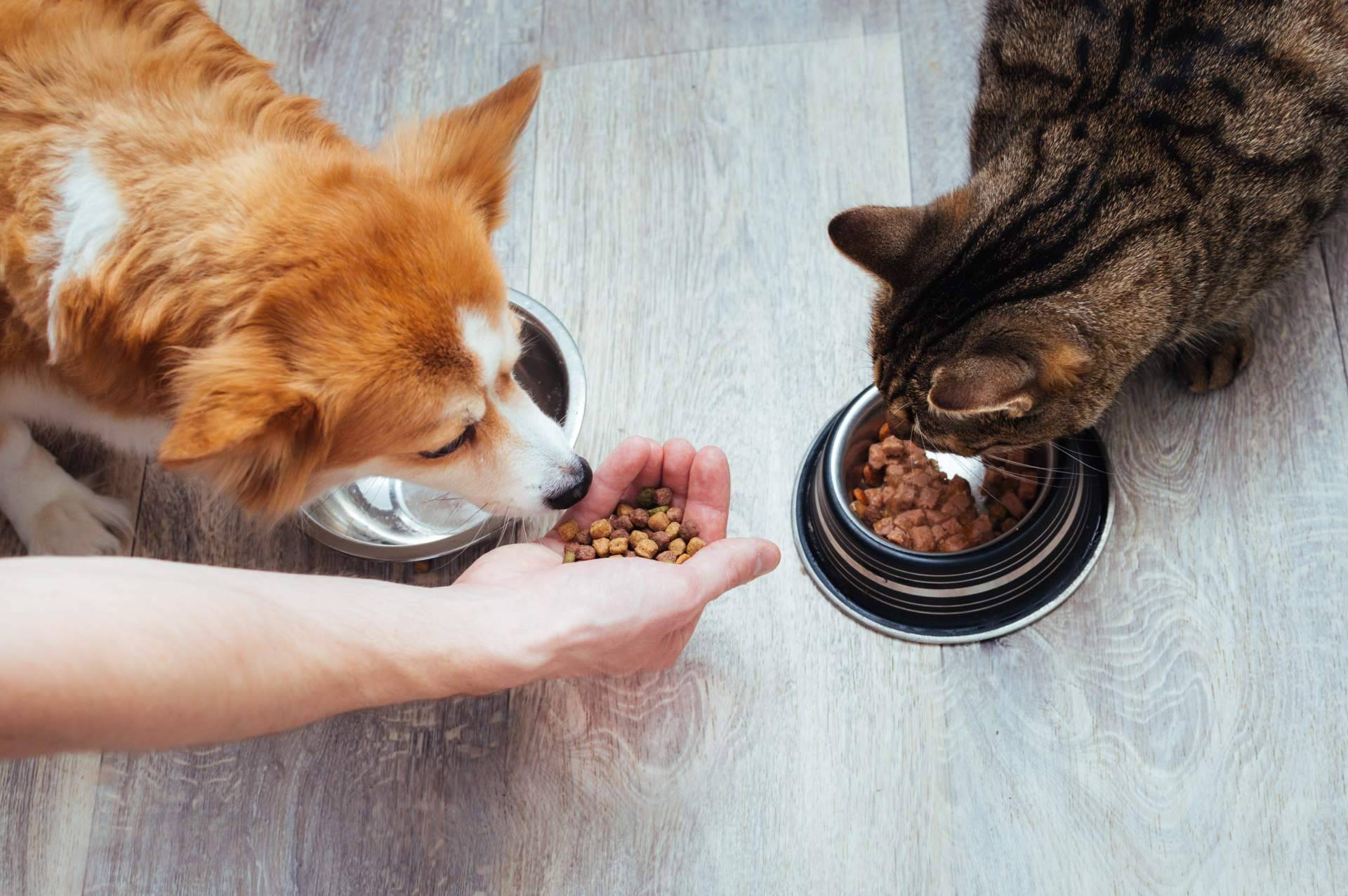 Era Pet Food, especialistas en el sector de la alimentación animal
