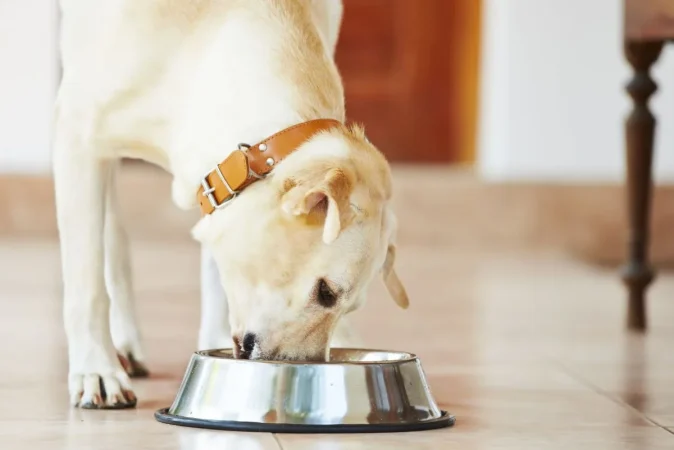perro comiendo 2 Merca2.es